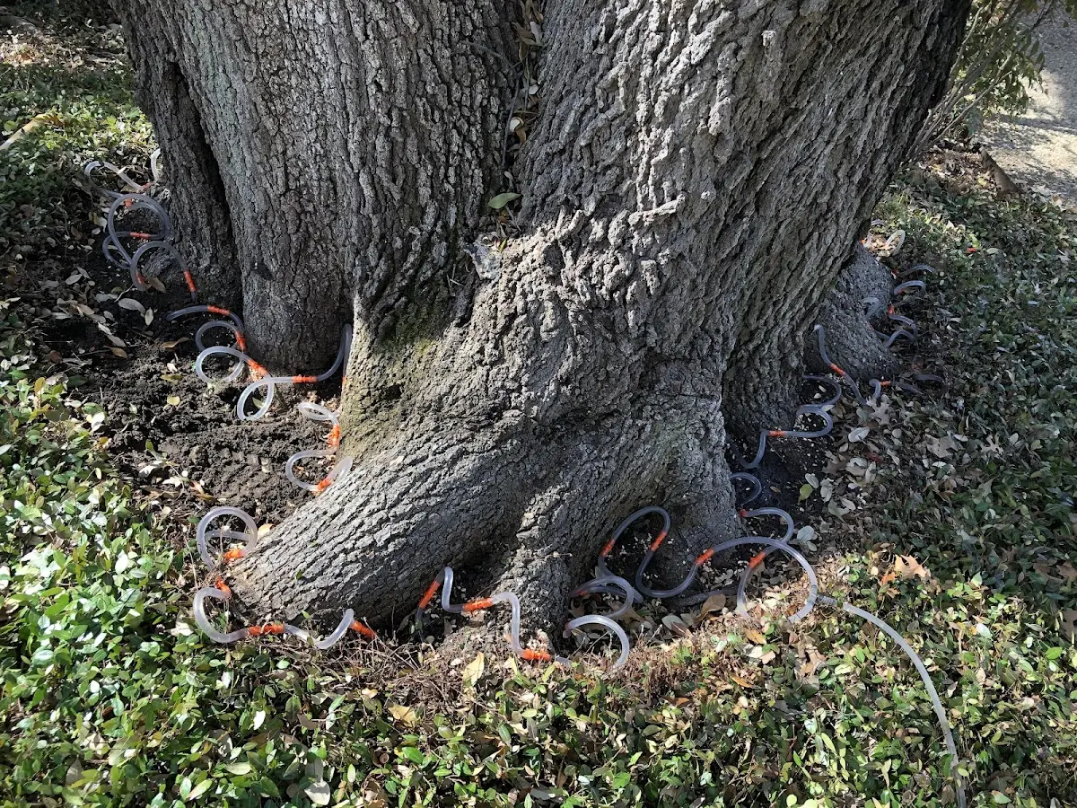 Detailed Tree Cabling and Bracing job site in Nathrop