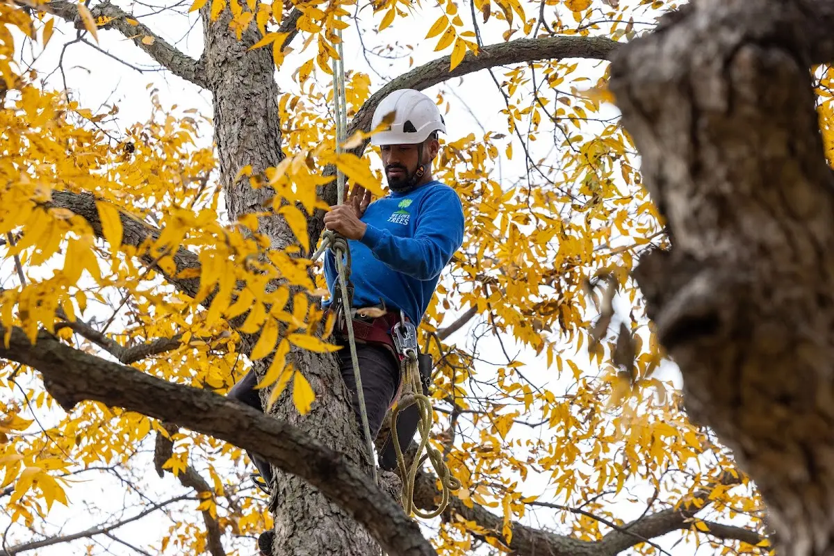 Skilled Tree Planting crew working in Nathrop